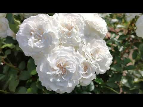 Цветение роз Гео Лаоен, Голубой Лунный Камень, Гордость и Предубеждение, Грейт Норт Истерн Роуз