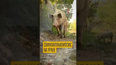 Шок! Свиньи захватили город