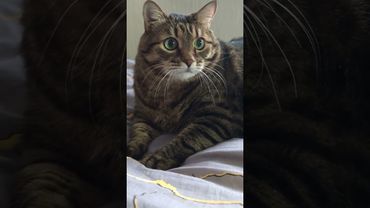 Жизнь хитрая ☝️🙀😳🤣 #cat #кот #юмор #котушка #приколы #цитаты