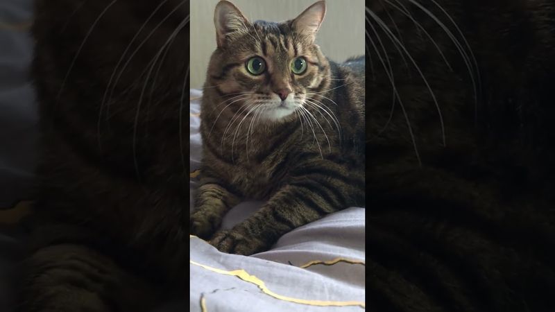 Жизнь хитрая ☝️🙀😳🤣 #cat #кот #юмор #котушка #приколы #цитаты