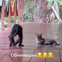 #животныемилые #любвивсем💖💗💖 #хорошегонастроениядрузья❤❤❤