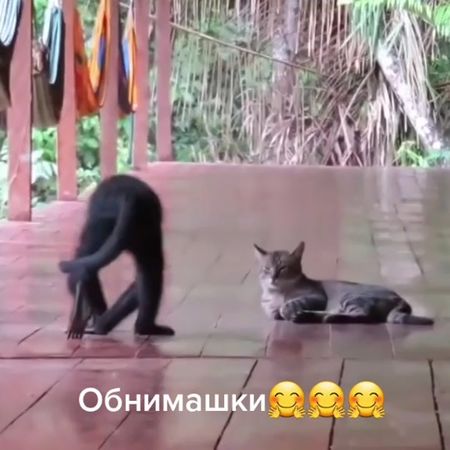 #животныемилые #любвивсем💖💗💖 #хорошегонастроениядрузья❤❤❤