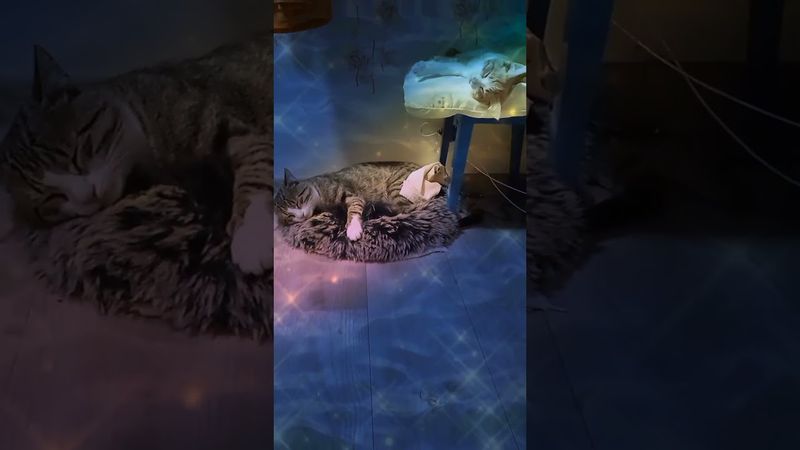 Котики :) #gachaclub #gachalife #meme #гачаклуб #гачалайф #меме #youtube #ютуб #shorts