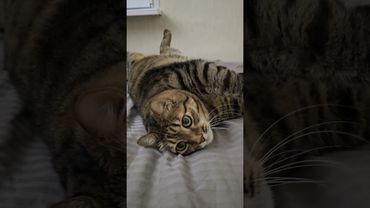 Чего не работаем???🤔🫤😉🤣🤩 #cat #catlover #прикол