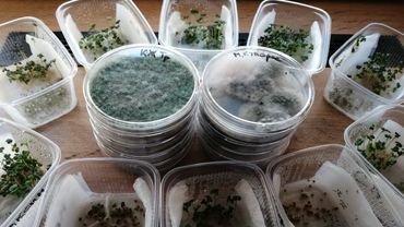 Чем протравить семена перед посевом?