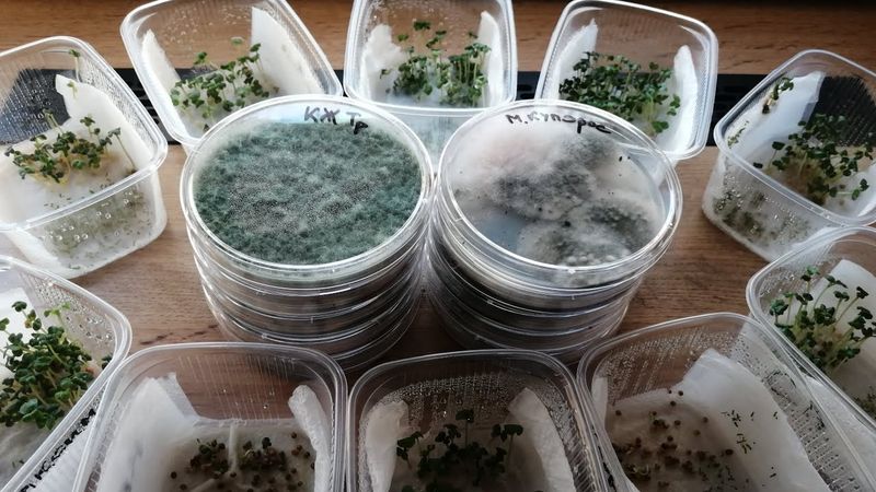 Чем протравить семена перед посевом?