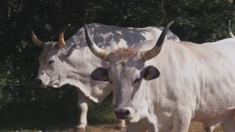 Редких быков бошкаринов становится больше в Хорватии