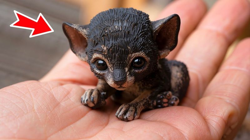 The man thought he saved a puppy. When the vet saw it, he turned pale!