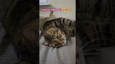 Чипсы 🌮🥓😻🤣❤ #cat #кот #юмор #котушка #приколы #смех #смешныевидео