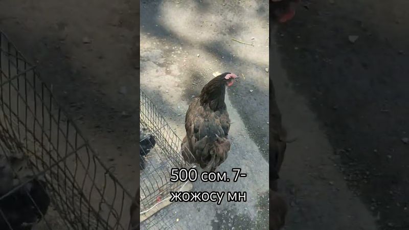 500 сом балалуу тоок