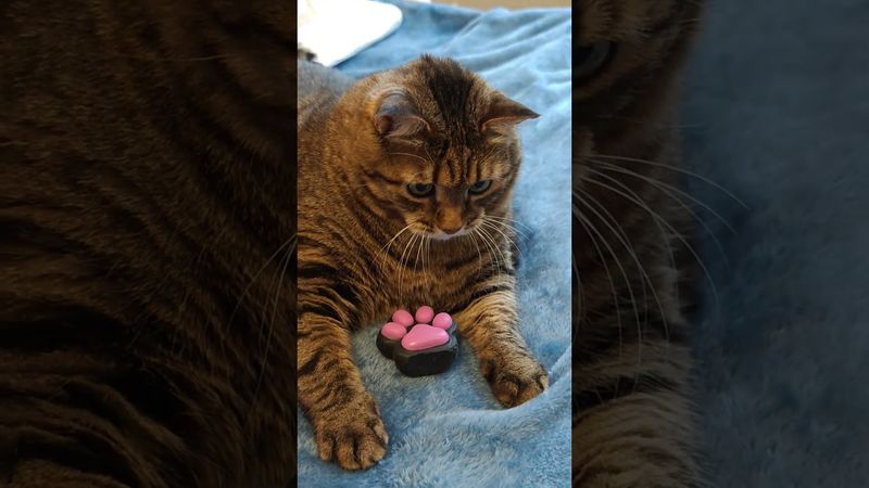 Никогда 🙀🤔😉🤣 #cat #кот #юмор #котушка #приколы #цитаты