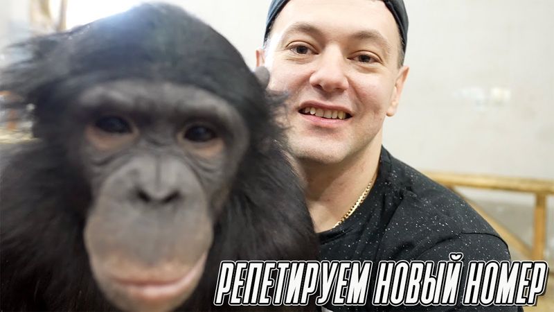 ШИМПАНЗЕ В РЕСТОРАНЕ! Подготовка с ноля нового номера в цирке Тбилиси