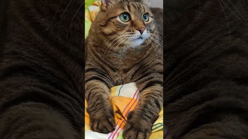 Красиво жить ☝️😻🤗🤣 #cat #кот #юмор #котушка #приколы #цитаты