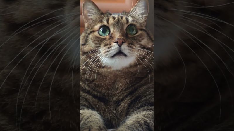 Работа 🙄🤔😉🤣 #cat #кот #юмор #котушка #приколы #цитаты #позитив #приколы