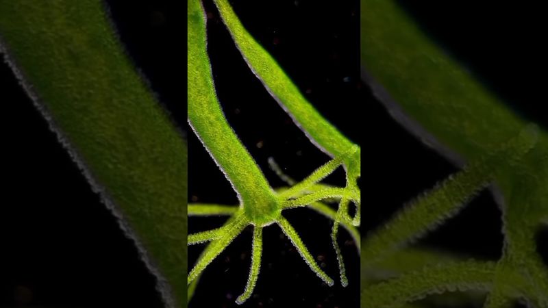 Гидра: маленький убийца из пресного водоема