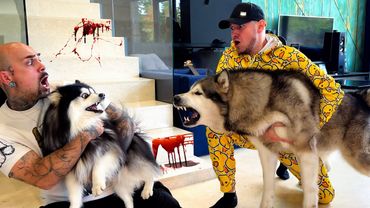 ХАСКИ НАПАЛ НА ЩЕНКА Magic Five | Мини Хаски Попал в Больницу