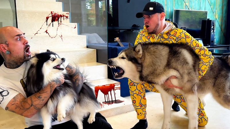 ХАСКИ НАПАЛ НА ЩЕНКА Magic Five | Мини Хаски Попал в Больницу