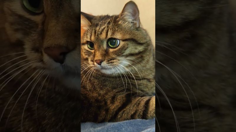 Холостяк 🤔😻😉🤣 #cat #кот #юмор #приколы ##цитаты #смех