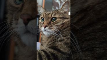 Зеркало 😉🤔😻🤣 #cat #кот #юмор #котушка #приколы #цитаты #мемы