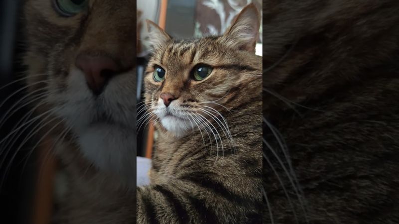 Зеркало 😉🤔😻🤣 #cat #кот #юмор #котушка #приколы #цитаты #мемы