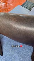 Sea Lion 🤣 #sealion #animal #funny #dance (h/t nick_bailu/IG)