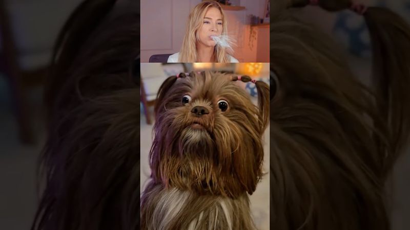 Try Not To Laugh Challenge 758