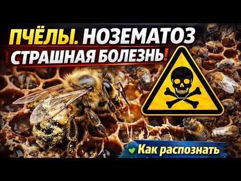 #Пчёлы.  Пчёлы и Нозематоз — страшная болезнь! Как распознать, избежать и спасти пасеку