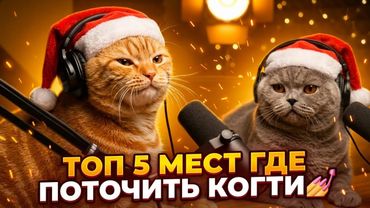 Подкаст Котов | Топ 5 мест, где стоит поточить когти 💅