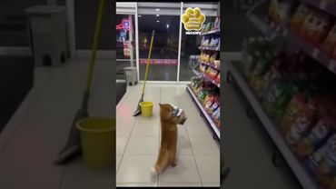 Барсика научил выносить пиво из магазина.Очень умный кот.#кот #барсик #котрыбак #котбарсик #юмор