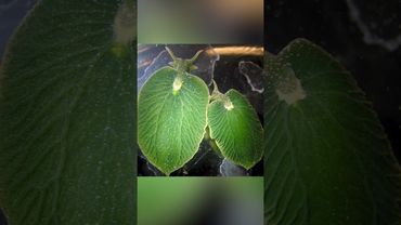 Пересаживает себе части растений. Клептопластия