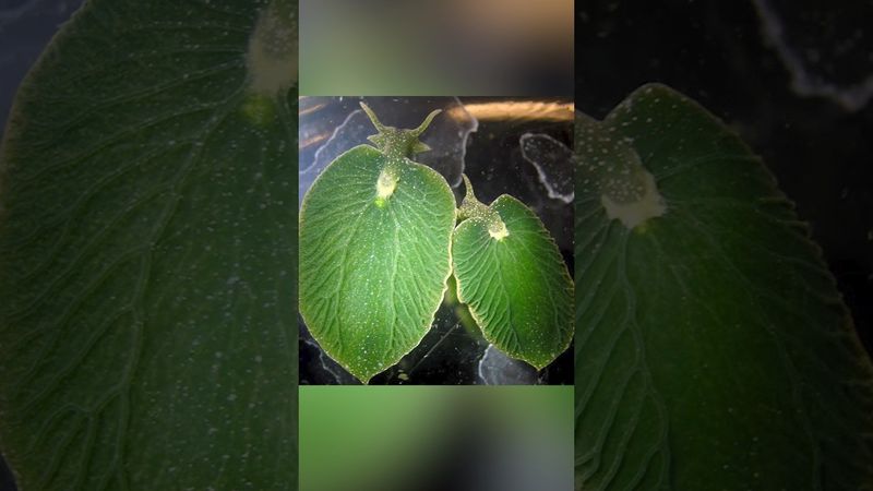 Пересаживает себе части растений. Клептопластия