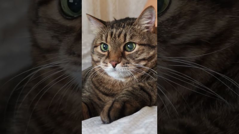 В двух жарко 🙀😉🤗🤣#cat #кот #юмор #котушка #цитаты #приколы