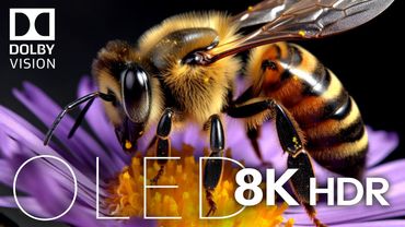 OLED TEST DEMO • 8K VIDEO ULTRA HD • DOLBY VISION HDR (8K / 4K TV)