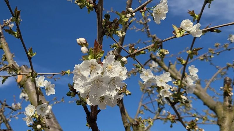 Мои растения,  растущие в органике на БАРМАТУХЕ пышат ЗДОРОВЬЕМ И УРОЖАЙНОСТЬЮ.
