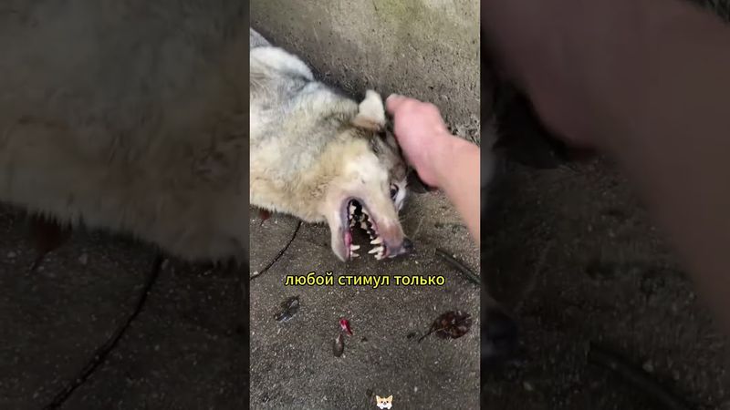 The dog's sudden like this may be due to a seizure.