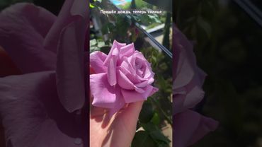 Роза Индиголетта. Душистая красавица. Относится к голубым и плетистым розам. #розыналоджии #розыюга