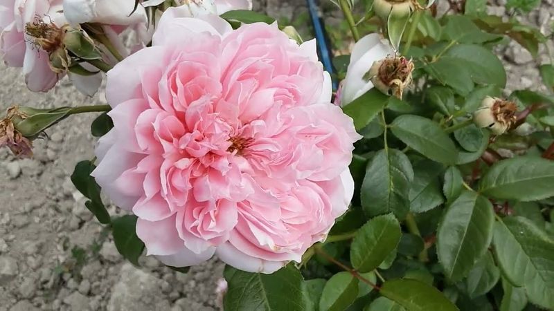 Роза Шоне Мейд - когда видят в живую, сразу нравится. Питомник Роз Полины Козловой - rozarium.biz