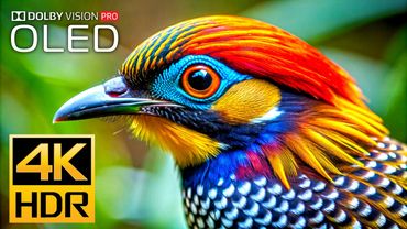 AMAZING 4K HDR 120fps - Dolby Vision