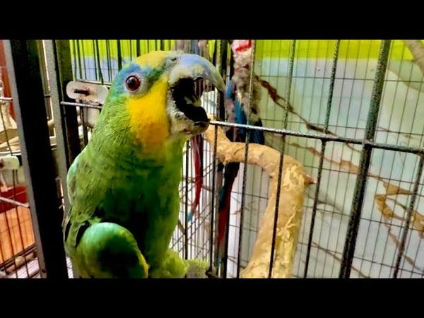 Вы ДОЛЖНЫ ЭТО ВИДЕТЬ! У попугая Гоши ПОЕХАЛА КРЫША когда он увидел самку ары, он КИНУЛСЯ на меня!!!