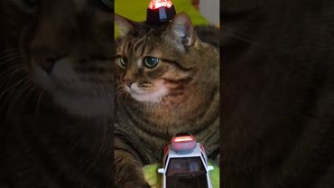 Вызов ложный 🚔🙀😉🤣 #cat #кот #юмор #котушка #приколы #цитаты #кино