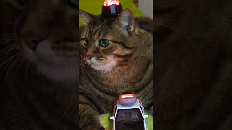 Вызов ложный 🚔🙀😉🤣 #cat #кот #юмор #котушка #приколы #цитаты #кино