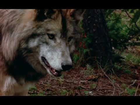 Документальный фильм о собаках