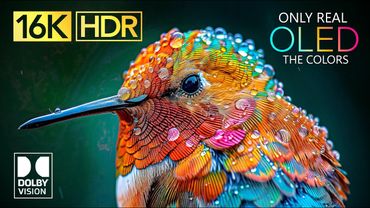 ONLY REAL OLED | 16K Video ULTRA HD | Dolby Vision 16K HDR