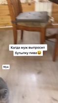 #муж #пиво #жена #побег #сосиска #кот #прикол #юмор #животные #дом #р...