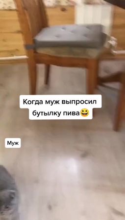#муж #пиво #жена #побег #сосиска #кот #прикол #юмор #животные #дом #р...