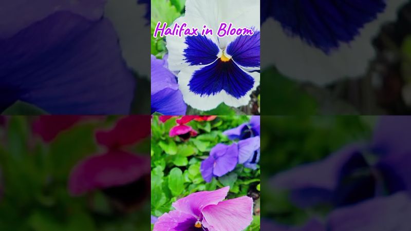 #Canada#Halifax#publicgarden #bts#springday#