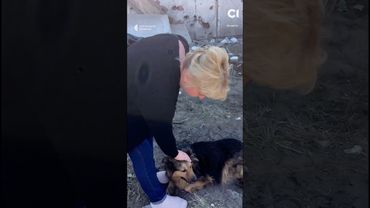 Собака очікує на господаря, який загинув через атаку РФ