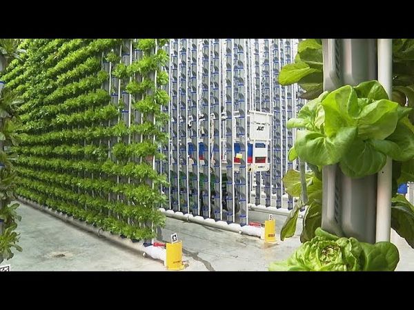 Farming the future to enhance food supply and create solutions