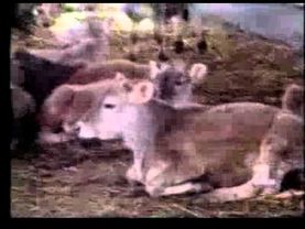 Независимость Армении