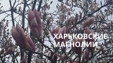 Весна в Харькове 2025: магнолии и древние легенды